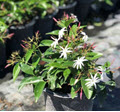 Star Jasmine